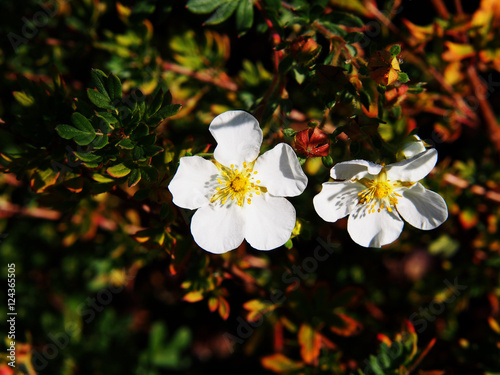 Dasiphora fruticosa syn Potentilla fruticosa 'Abbotswood' - shrubby cinquefoil, five-finger   photo