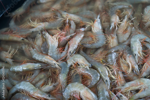 Many fresh shrimp