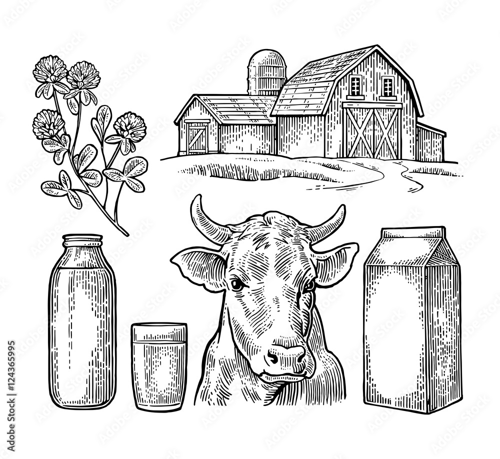 Set Milk farm. Cow head, clover, box carton package, glass and bottle