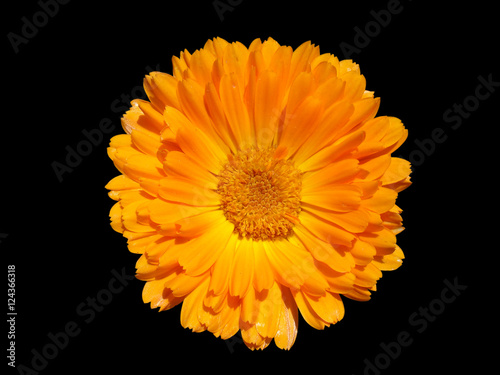 One calendula orange flower isolated on black