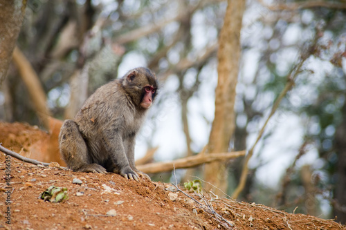 alpha male monkey