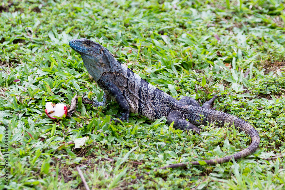 Tropical Iguana in Costa Rica Tropical Iguana in Costa Rica