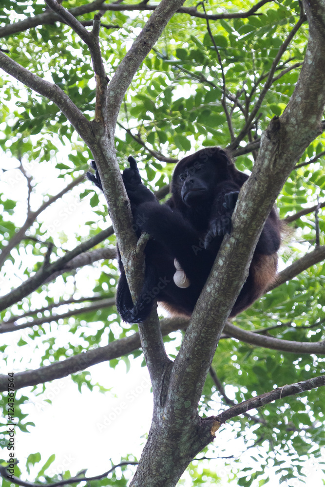 Obraz premium mantled howler monkey - Alouatta palliata