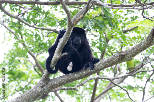 mantled howler monkey - Alouatta palliata