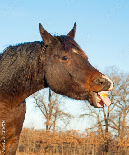 Comical image of a dark bay horse sticking his tongue out © pimmimemom