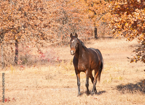 Dark bay Arabian horse walking towards viewer with a curious expression on a bright, sunny day