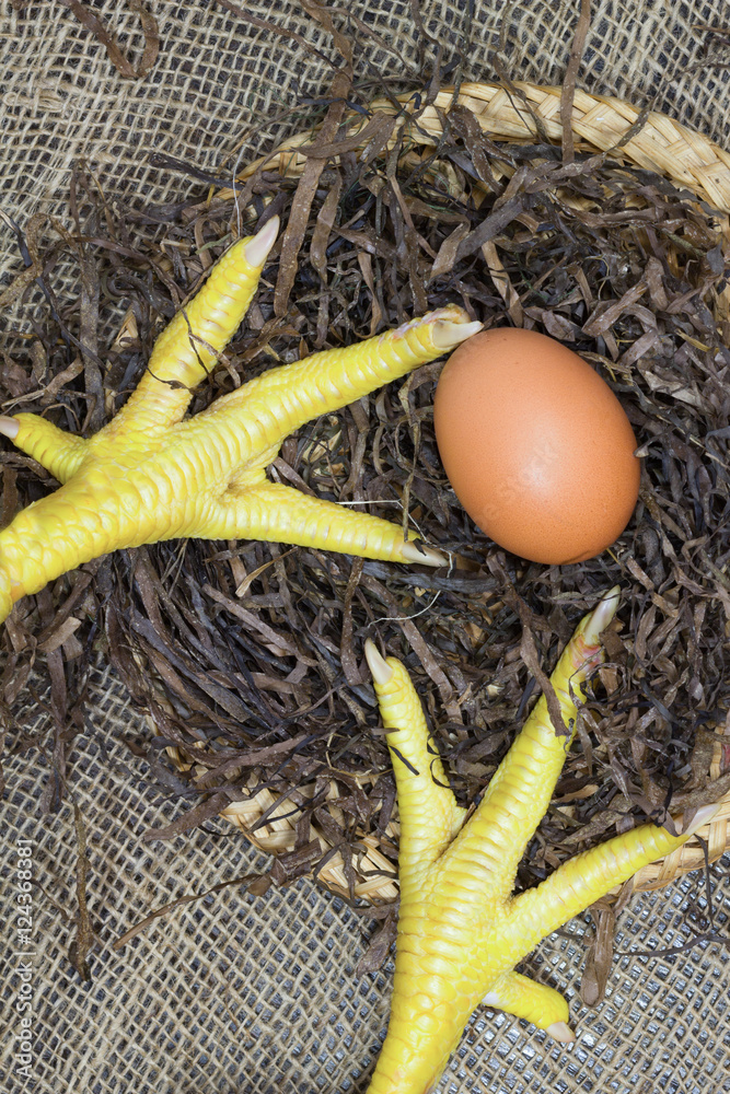 One egg and chicken legs in a nest One egg and chicken legs in a nest