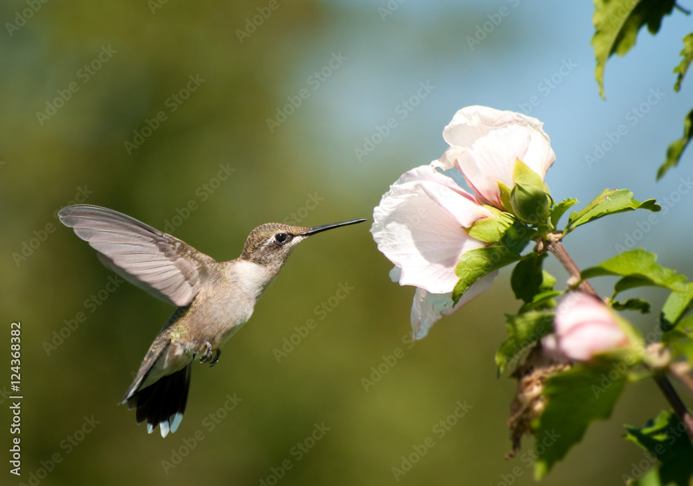 Beautiful Ruby-throated Hummingbird feeding on a light pink Althea flower