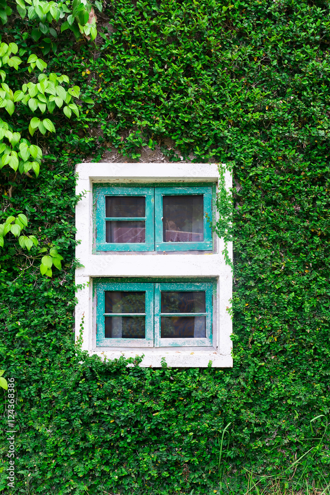 window and of a wall covered with ivy window and of a wall covered with ivy