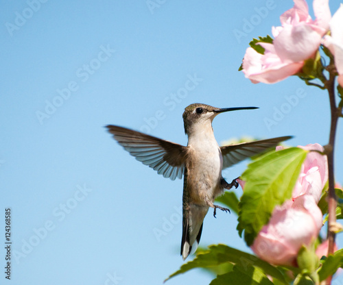 Tiny Hummingbird clinging onto an Althea flower with one foot