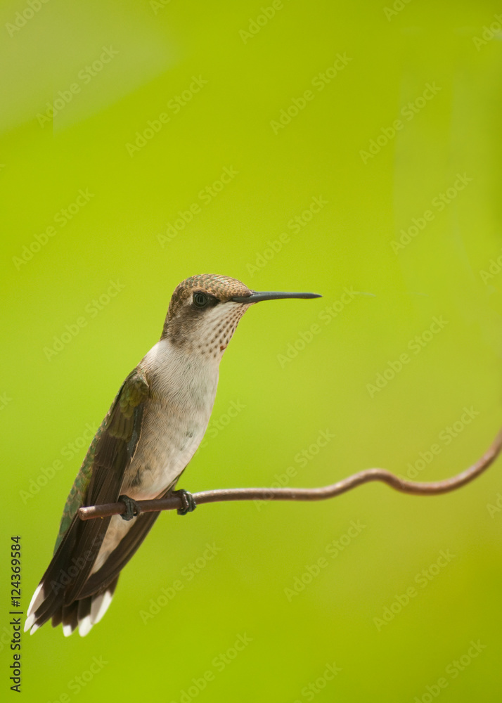 Fototapeta premium Beautiful juvenile male hummingbird sitting on a wire against bright green background