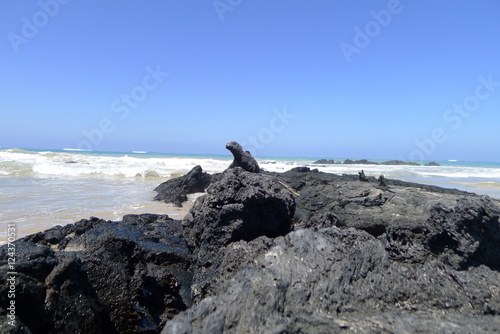 Ecudor, Galapagos, Isabela Island, Marine iguanas