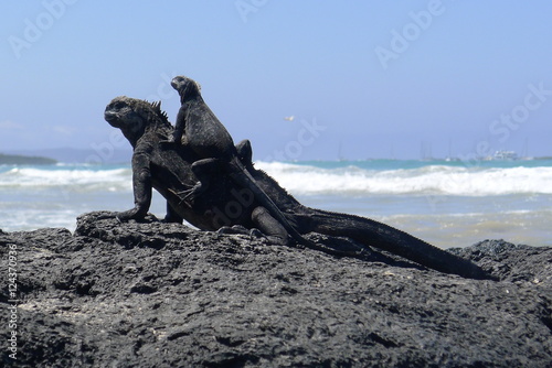 Ecudor, Galapagos, Isabela Island, Marine iguanas photo