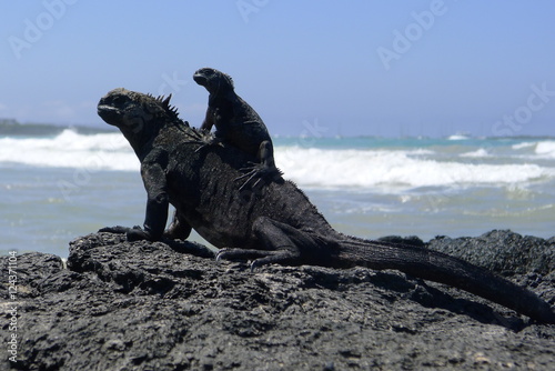 Ecudor, Galapagos, Isabela Island, Marine iguanas
