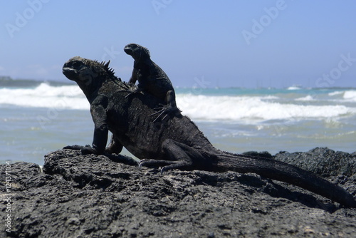 Ecudor, Galapagos, Isabela Island, Marine iguanas photo