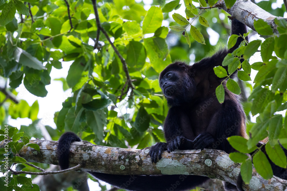 Naklejka premium mantled howler monkey - Alouatta palliata