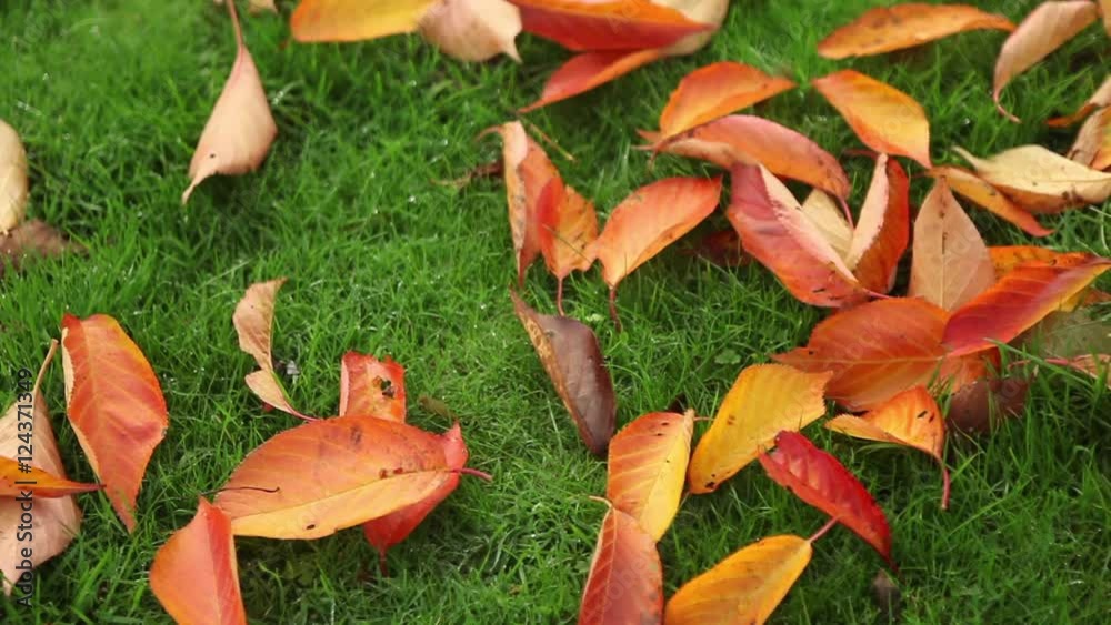 autumn season golden orange leaves on tree and green grass fall seasonal background autumn season golden orange leaves on tree and green grass fall seasonal background