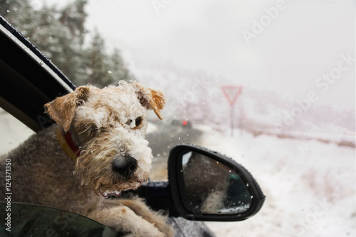 Close up of dog peeping out of car window photo