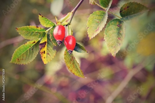 Rose bush with berries. (pometum) Rosehip. Autumn harvest time to prepare a healthy domestic tea photo