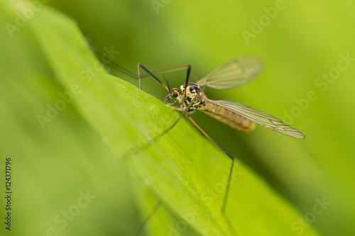 yellow mosquito on leaf