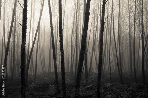 Foggy Forest Trees