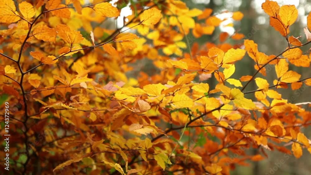 Amazing golden colors in autumn tree background seasonal trees nature halloween season Amazing golden colors in autumn tree background seasonal trees nature halloween season