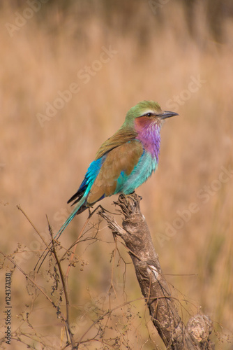 Lilac-breasted Roller sitting on branch © MWolf Images