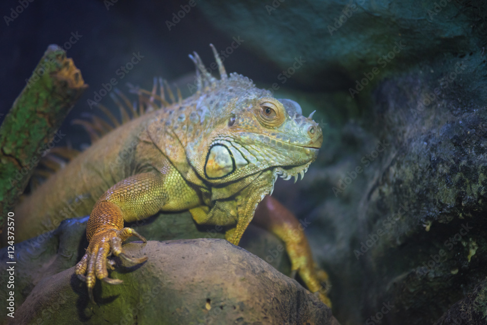 Green Iguana Green Iguana