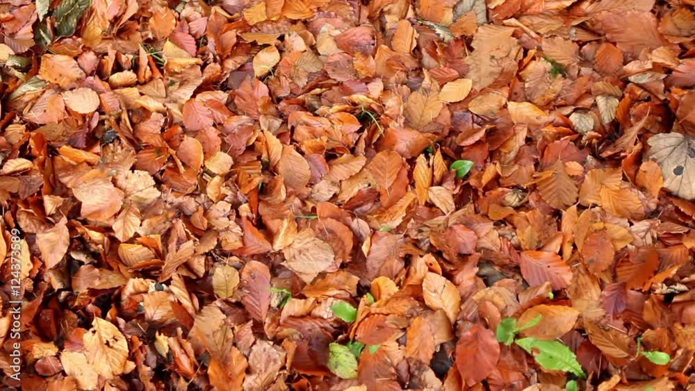 Beautiful autumn tree, golden and yellow leaves Beautiful autumn tree, golden and yellow leaves