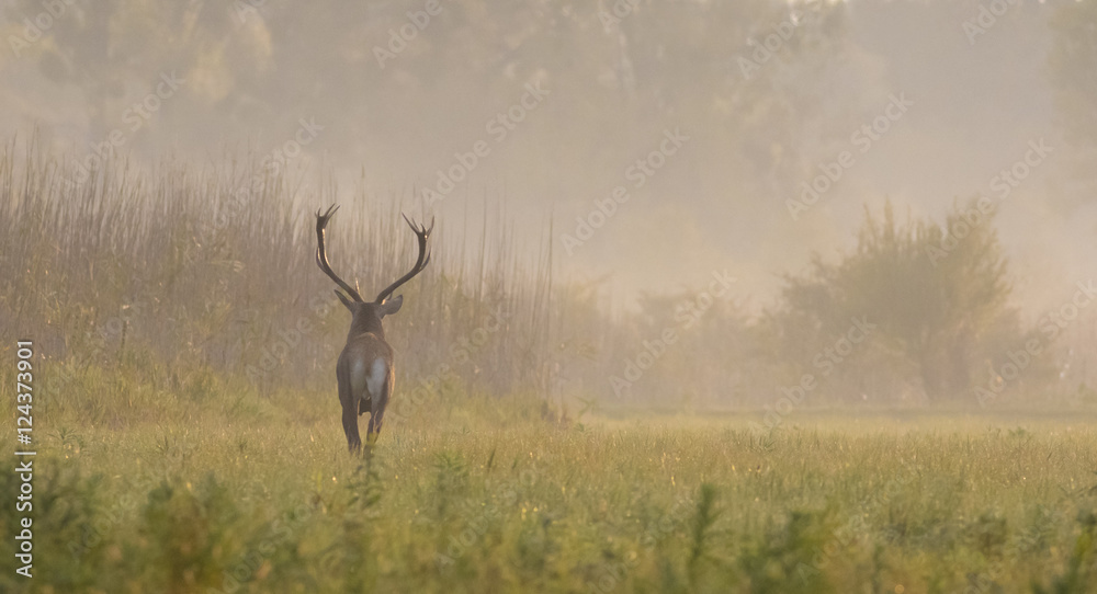 Obraz premium Red dear running in autumn foggy day