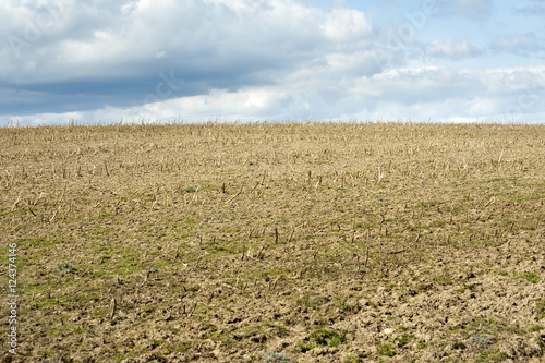 Stubble in an agricultural field