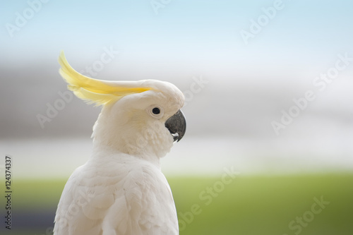 white cockatoo photo