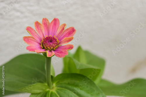 Foto flower
