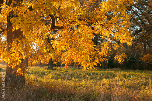 Shagbark hickory tree with light shining through the yellow leaves. photo