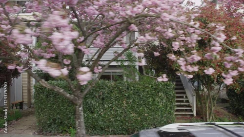 Dolly shot of residential street in spring with cherry blossoms, houses, and fences. photo