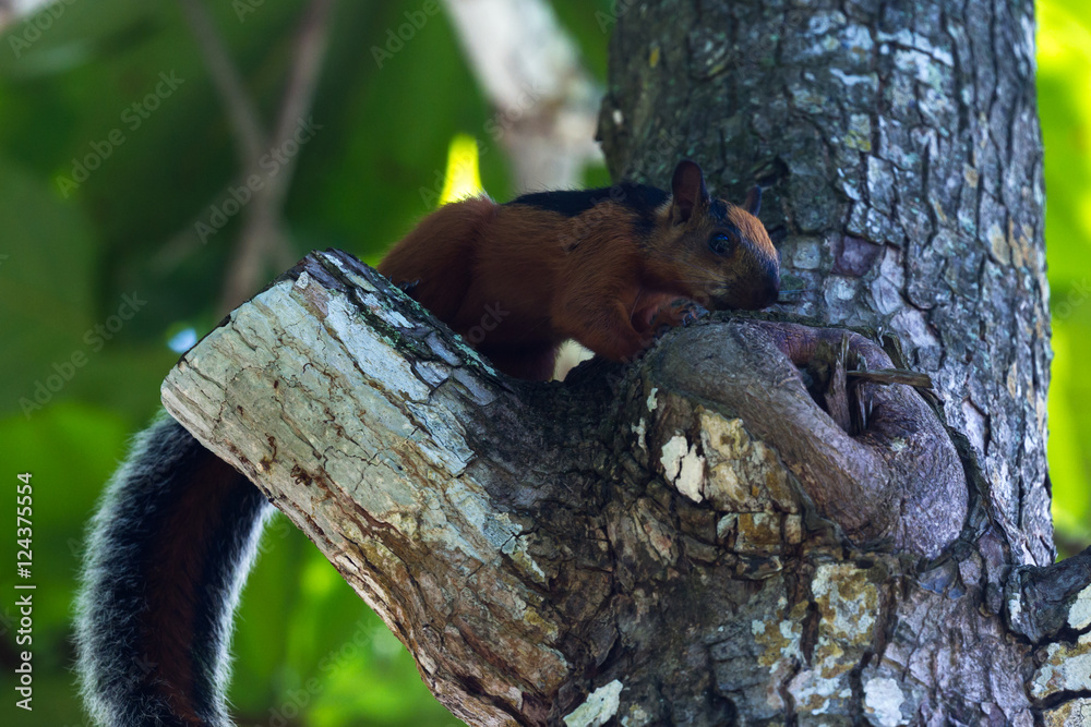 Obraz premium red squirrel with a bushy gray tail