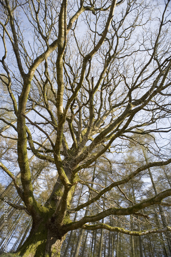 Tall wide angle leafless tree Tall wide angle leafless tree