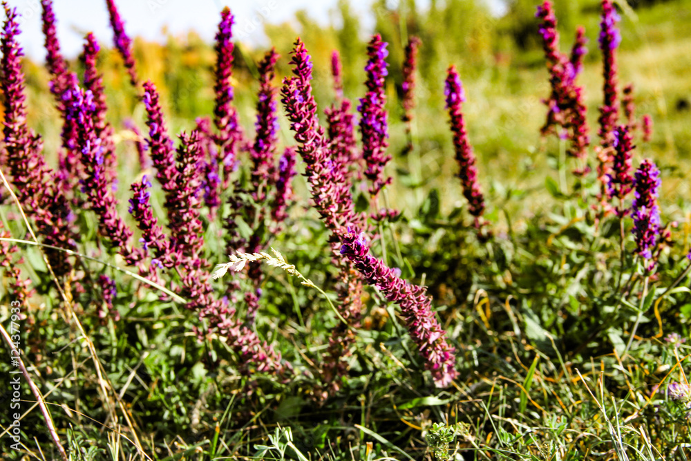Obraz premium Meadow