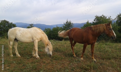 zwei pferde © bernard