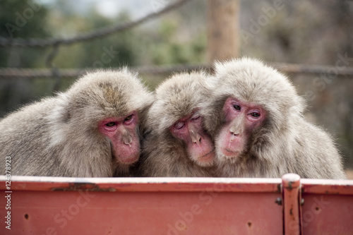 monkey trio