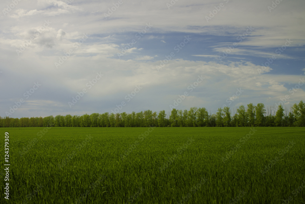 Obraz premium Поле
