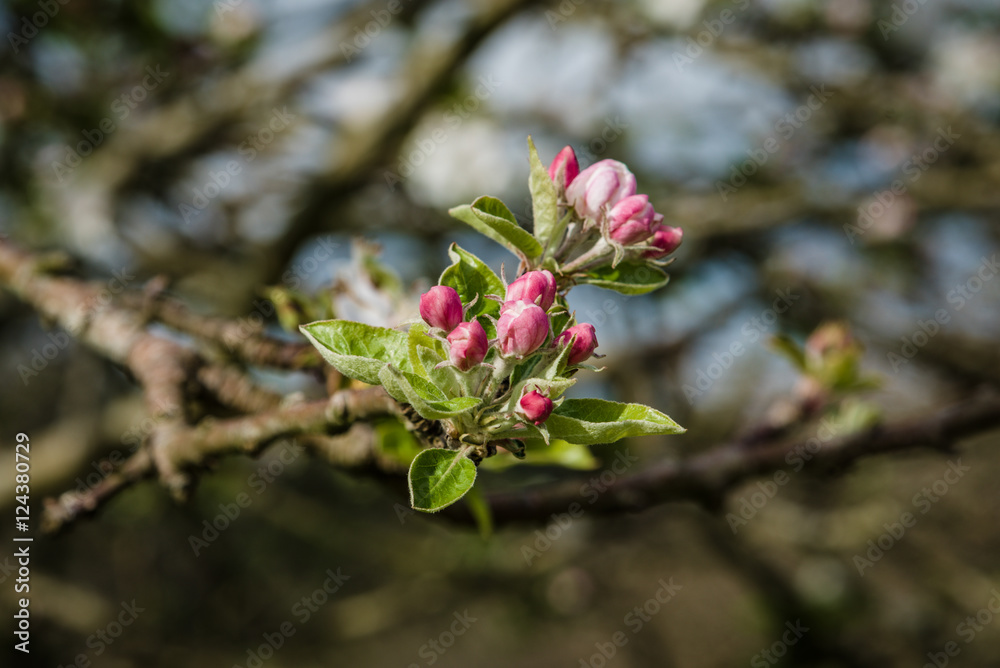 Apfelblüte am Jakobsweg in Spanien Apfelblüte am Jakobsweg in Spanien