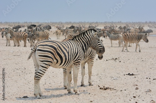Zebraherde (Equus quagga) im Etosha Nationalpark