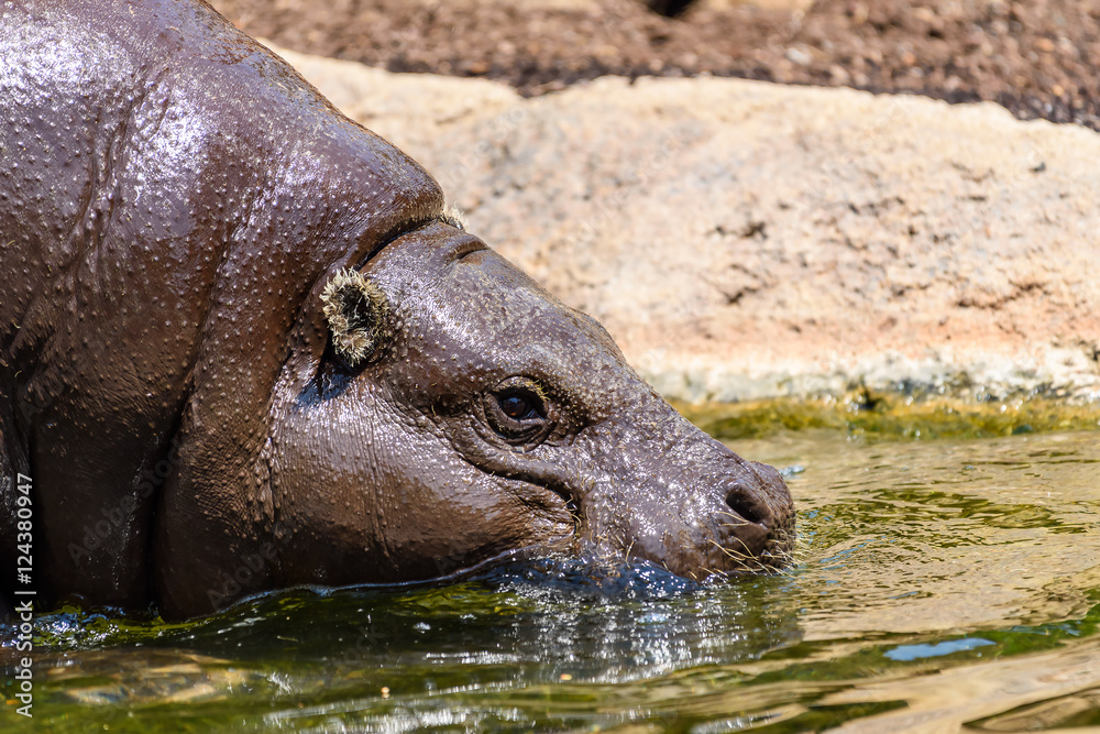 Common Hippopotamus (Hippopotamus Amphibius) In Africa