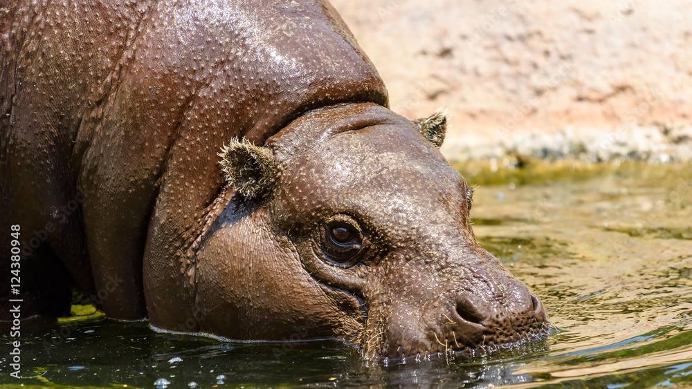 Common Hippopotamus (Hippopotamus Amphibius) In Africa Common Hippopotamus (Hippopotamus Amphibius) In Africa