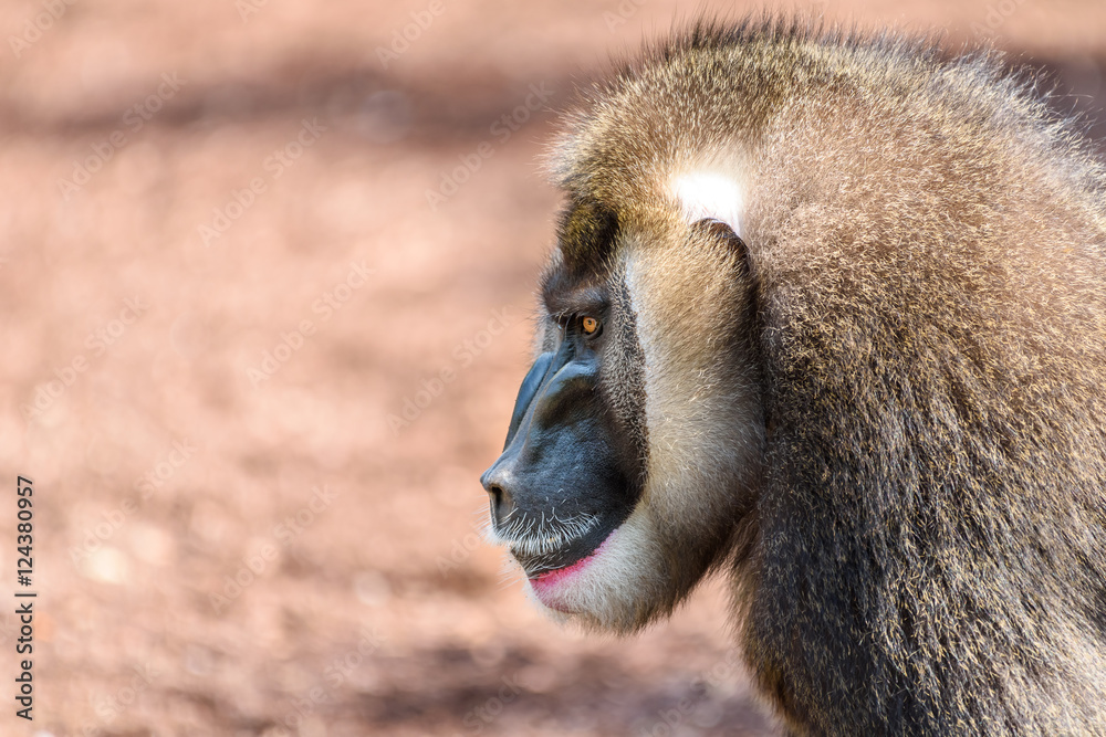 Obraz premium Drill Monkey (Mandrillus Leucophaeus) Portrait