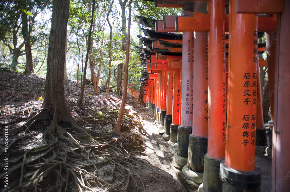 torii in the woodland