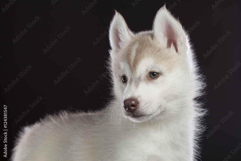 Husky puppy portrait