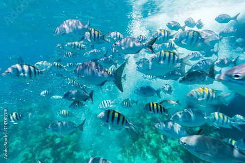 Underwater from Bermuda Island