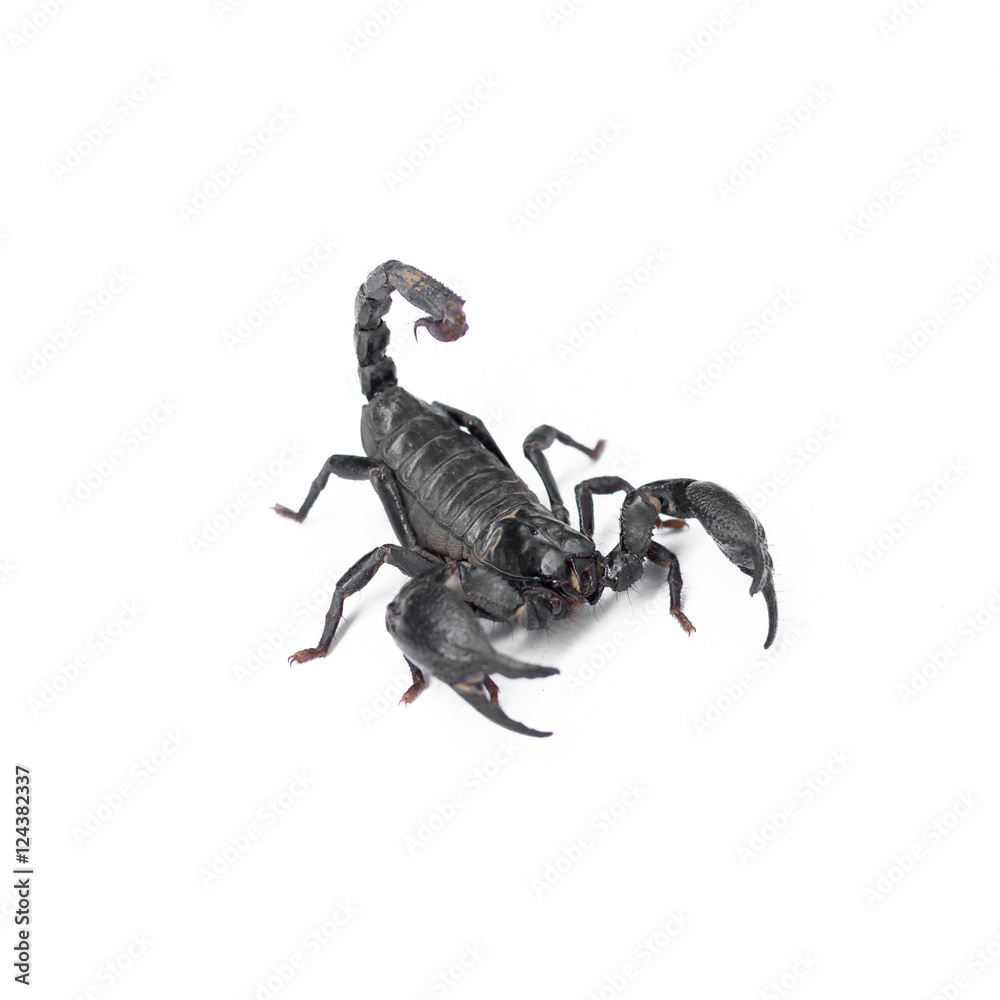 Scorpion isolated on white background Scorpion isolated on white background